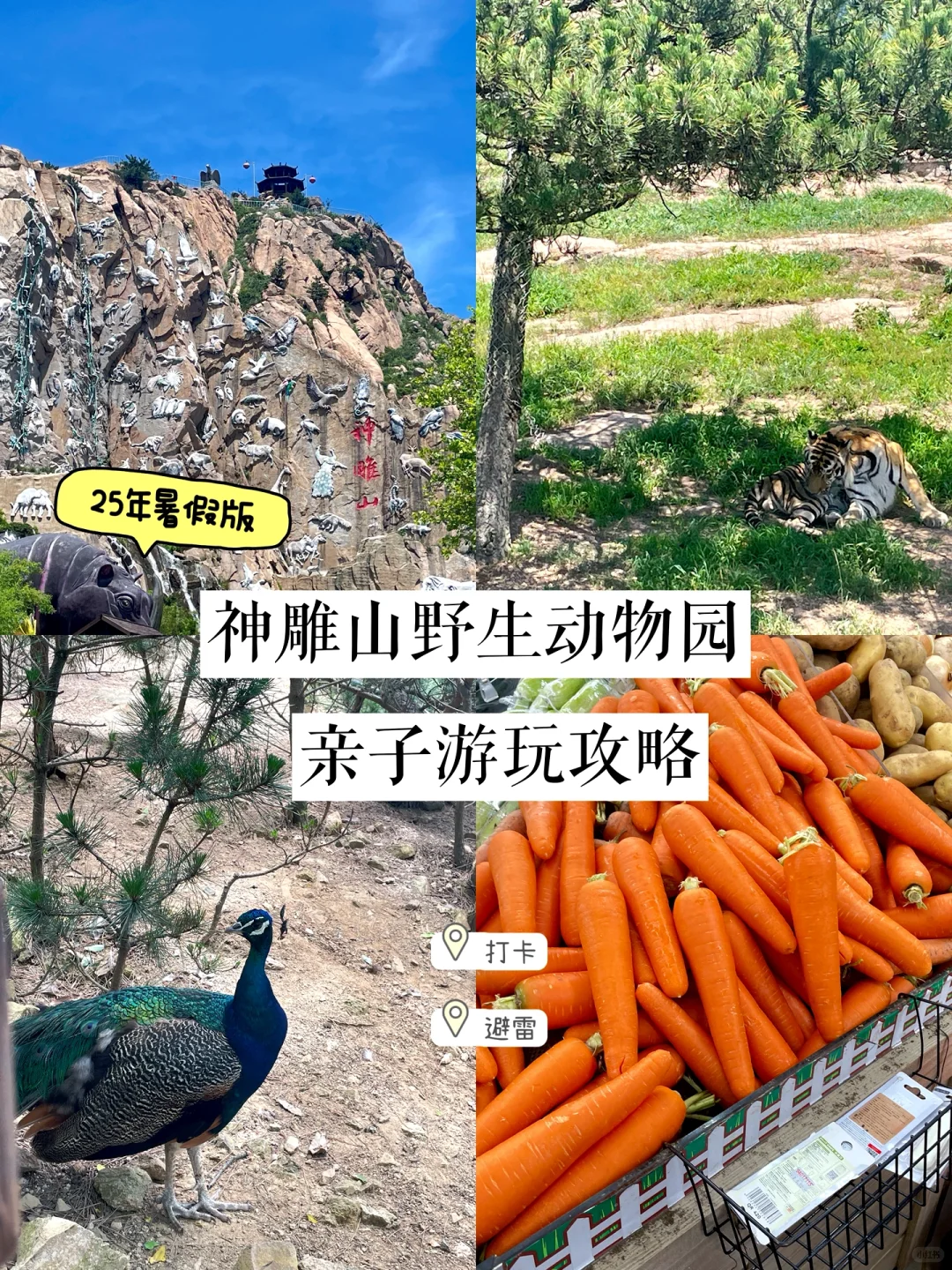 荣成刚回！神雕山野生动物园必看血泪攻略
