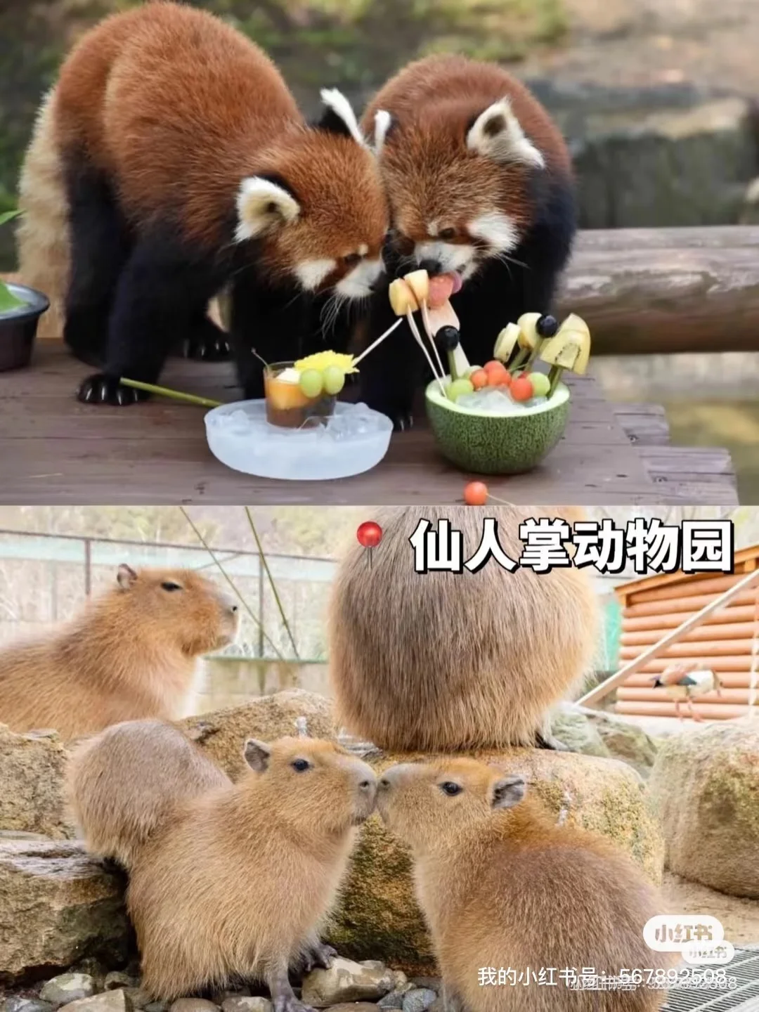 来日本🇯🇵伊豆必玩9大景点