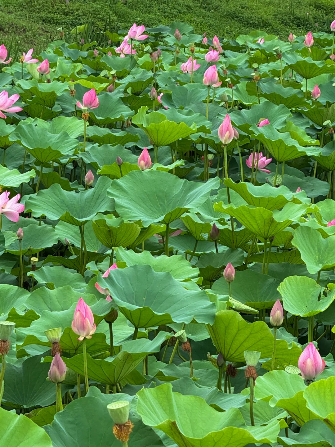 6.20🪷实况！无锡云林生态荷花下周全盛期！！！
