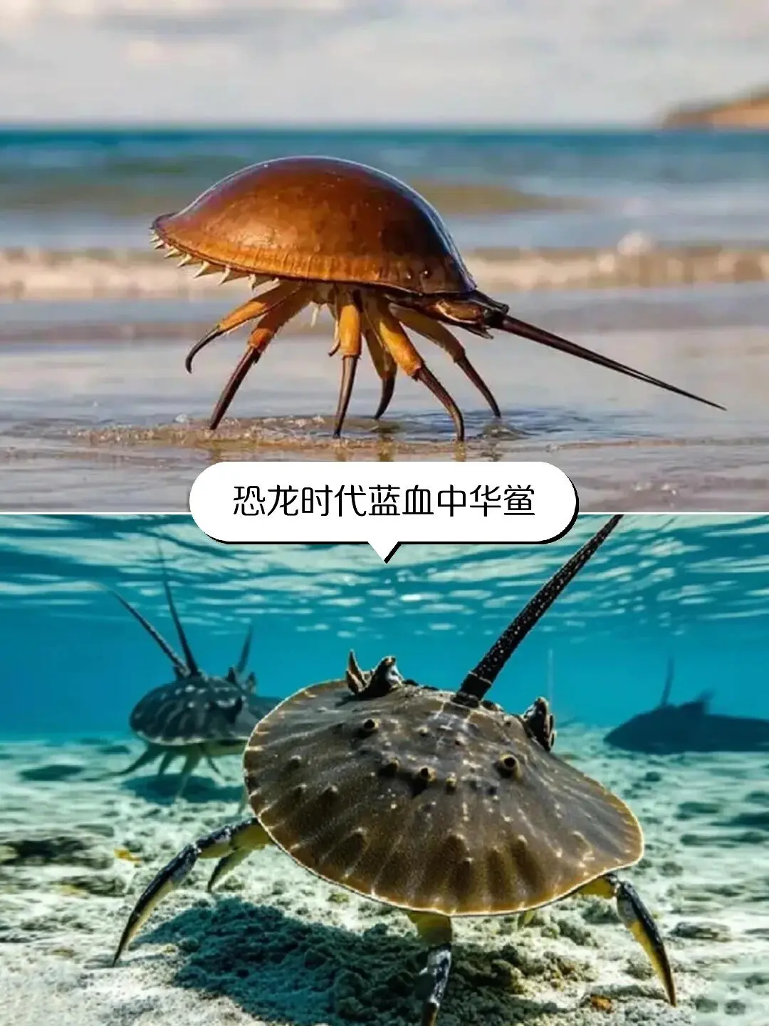 以为桂林够美了，直到带娃来了广西崇左🌴