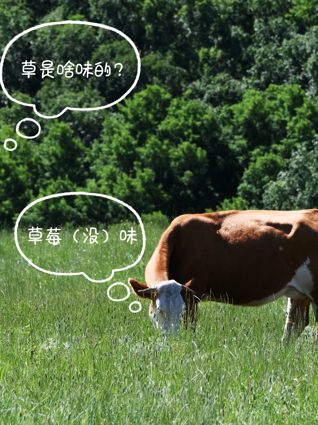 这么近，那么美，周末到河北看真正的大草原！