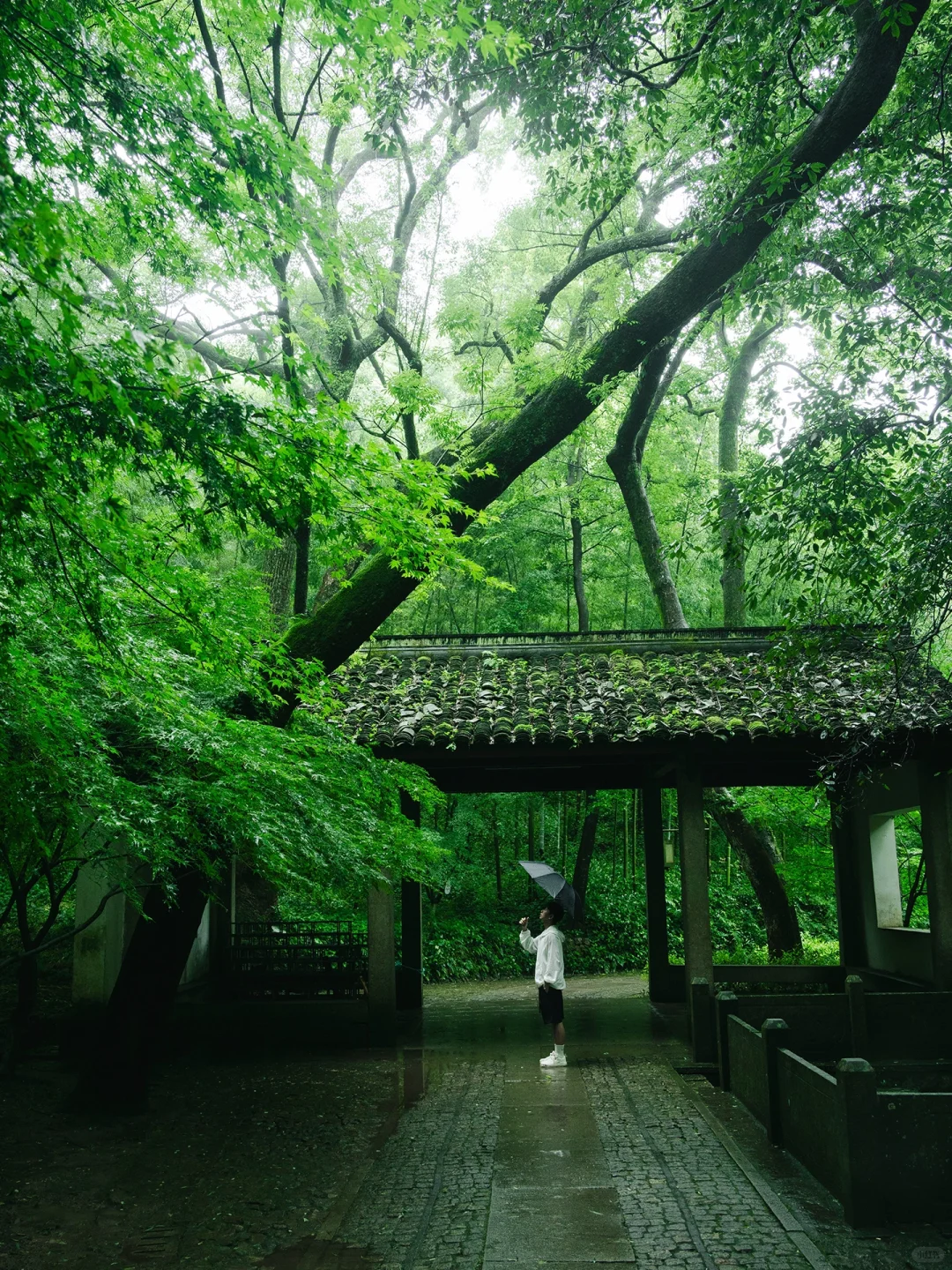 本以为西湖够美了🌿直到雨天我去了云栖竹径