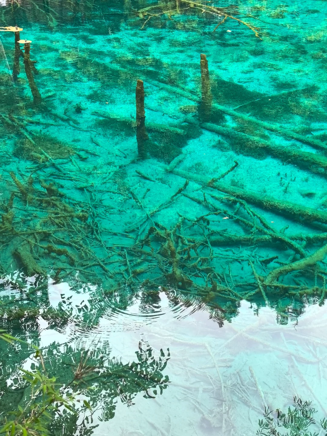 九寨归来不看水