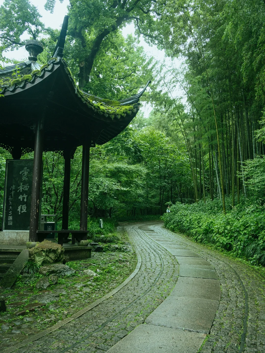 本以为西湖够美了🌿直到雨天我去了云栖竹径