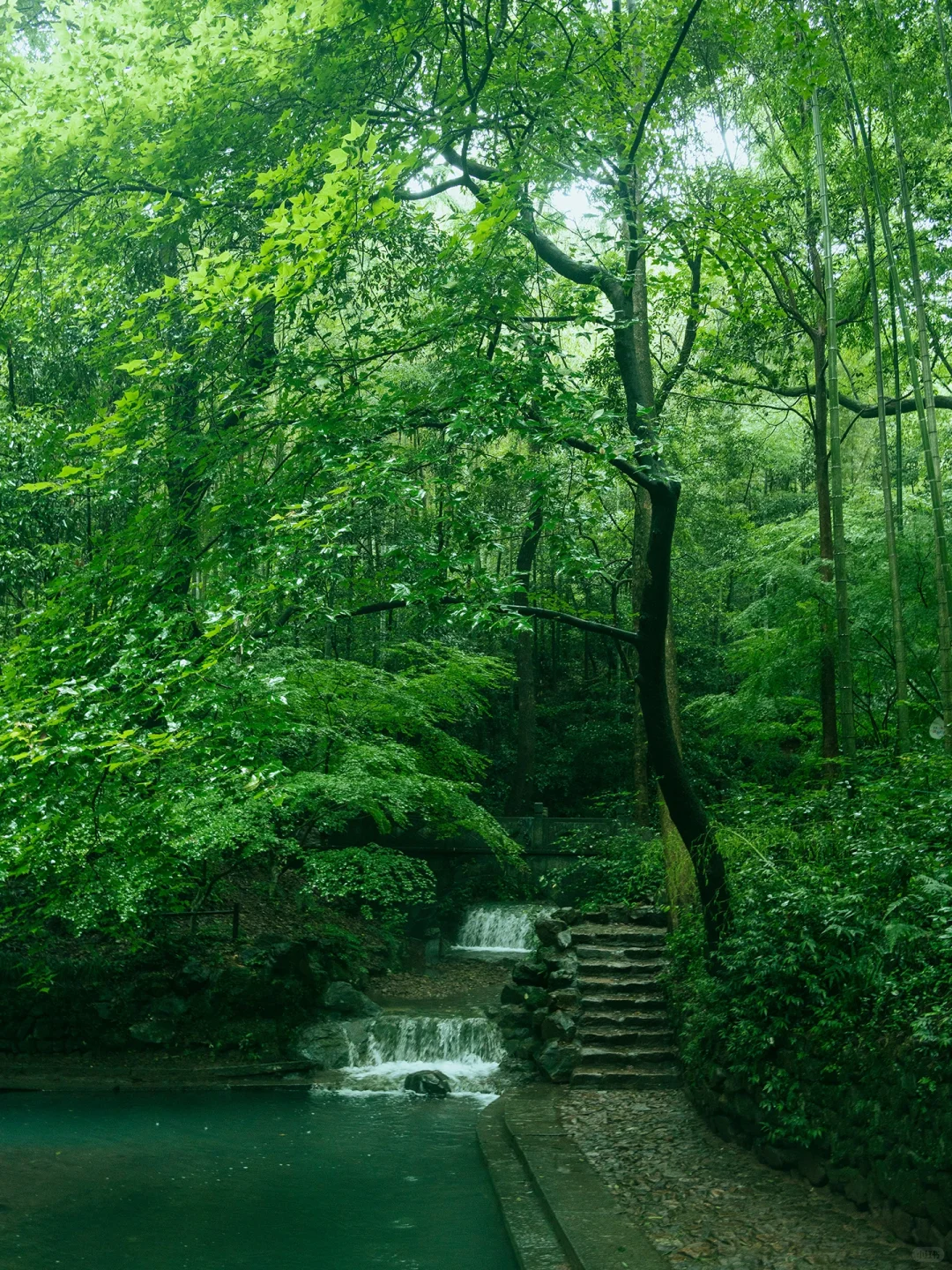 本以为西湖够美了🌿直到雨天我去了云栖竹径