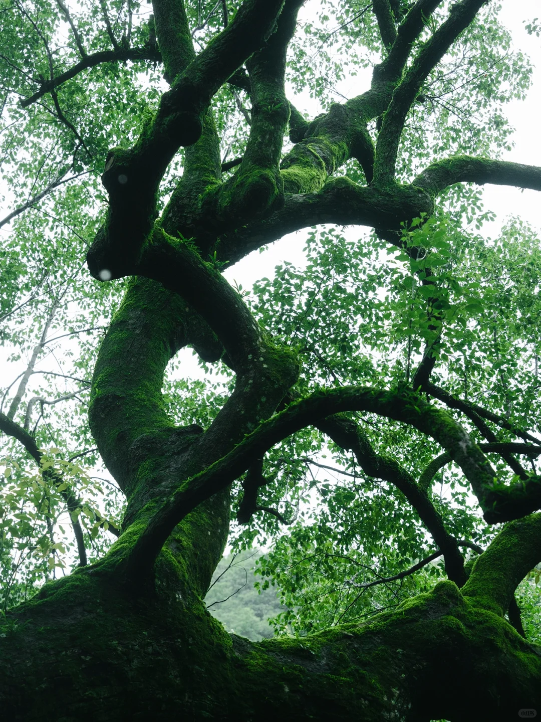本以为西湖够美了🌿直到雨天我去了云栖竹径