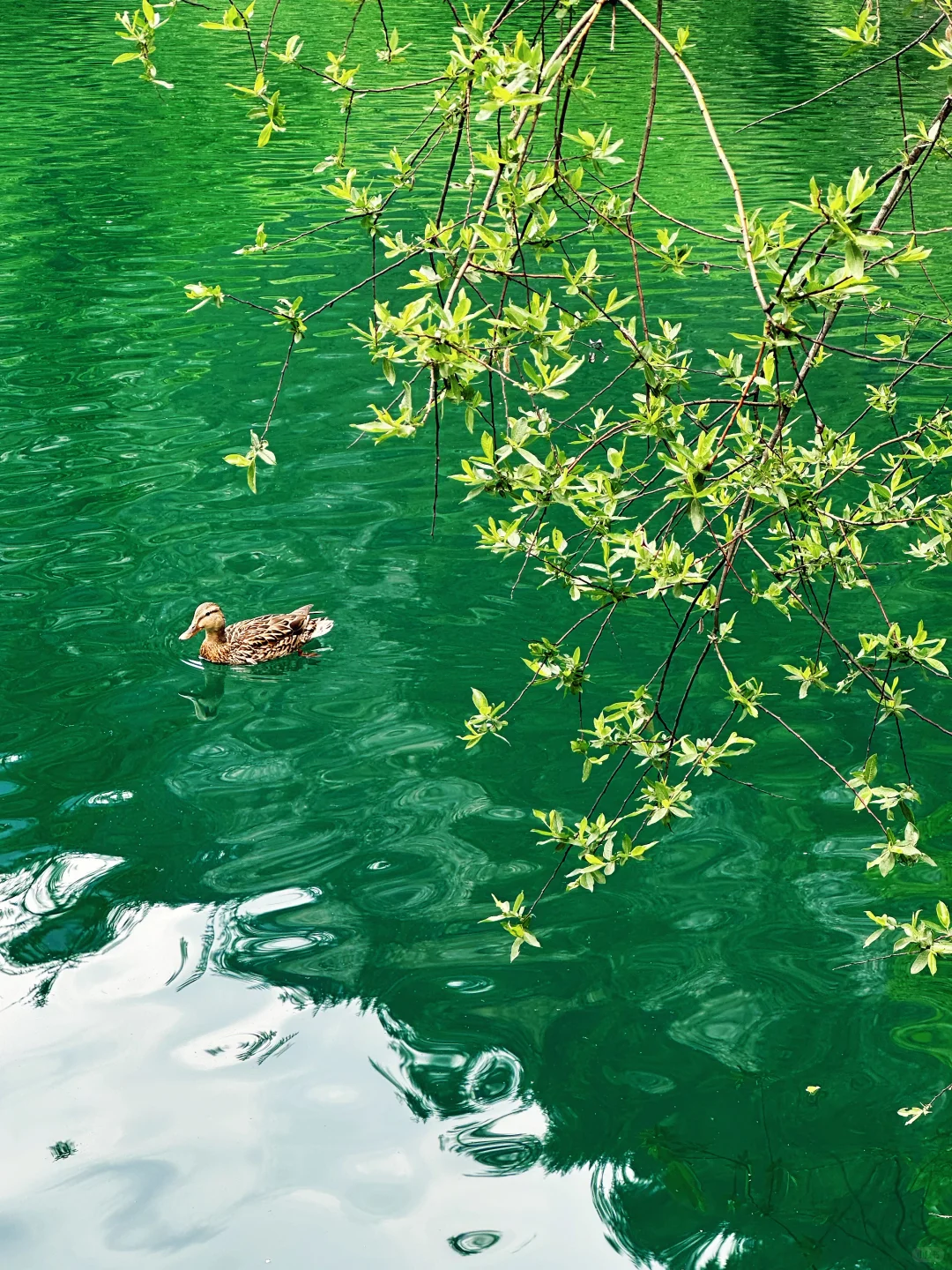 九寨归来不看水