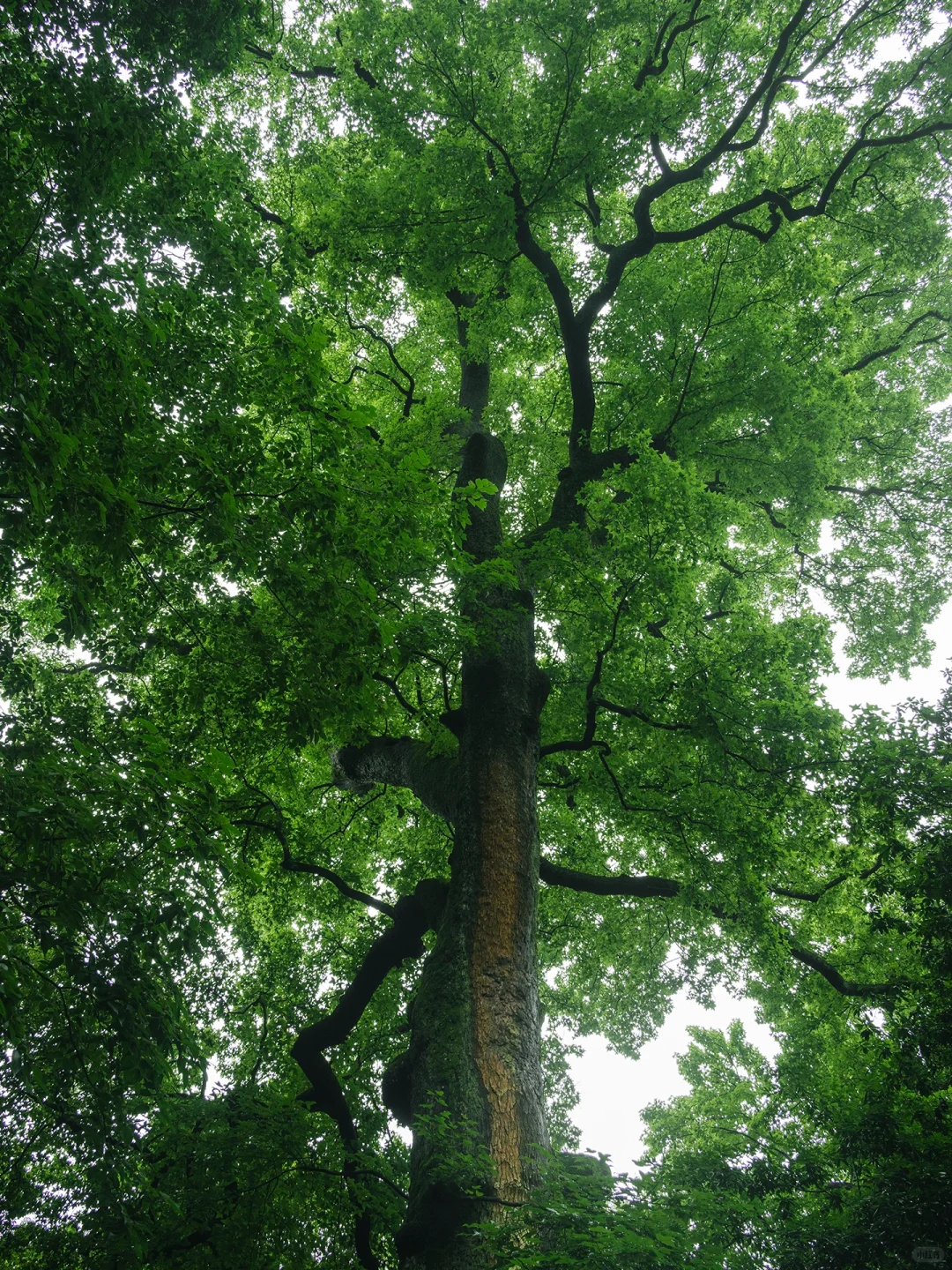 本以为西湖够美了🌿直到雨天我去了云栖竹径
