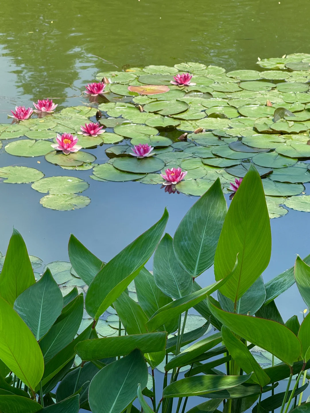 Live🌿｜不敢想这美景在南京是免费看的。。。🥹