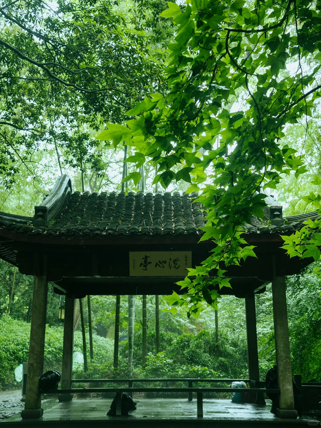 本以为西湖够美了🌿直到雨天我去了云栖竹径