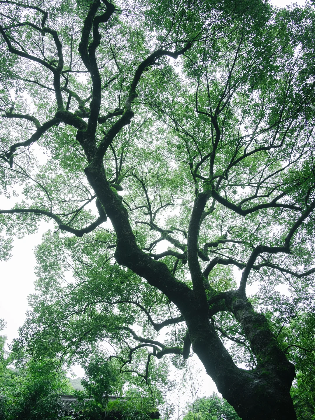 本以为西湖够美了🌿直到雨天我去了云栖竹径