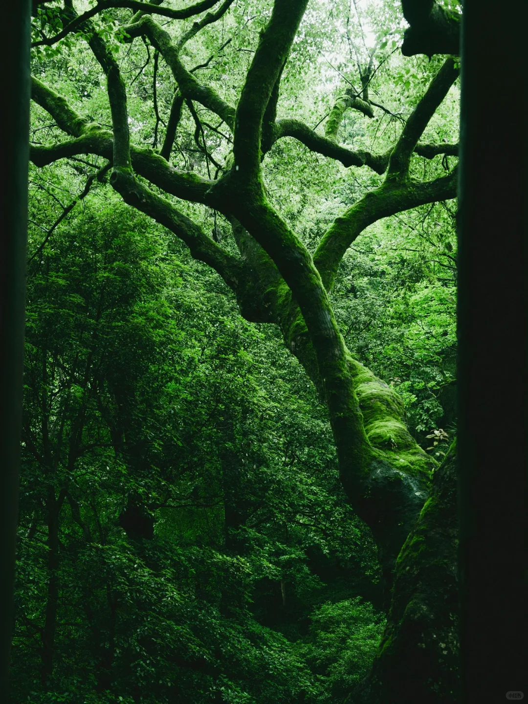 本以为西湖够美了🌿直到雨天我去了云栖竹径