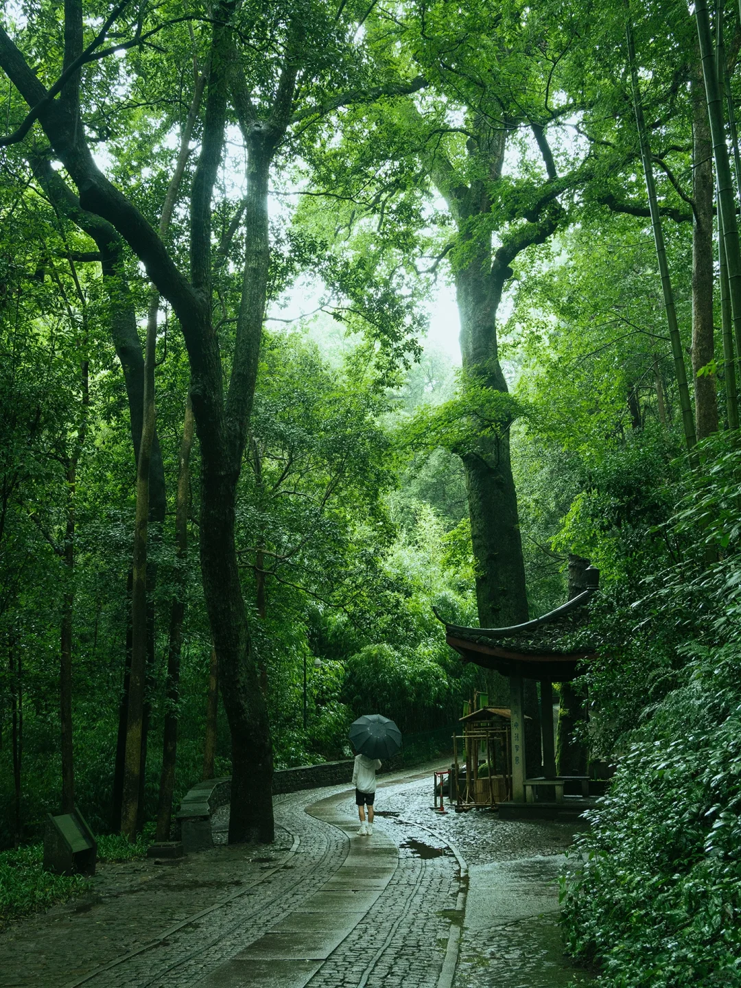 本以为西湖够美了🌿直到雨天我去了云栖竹径