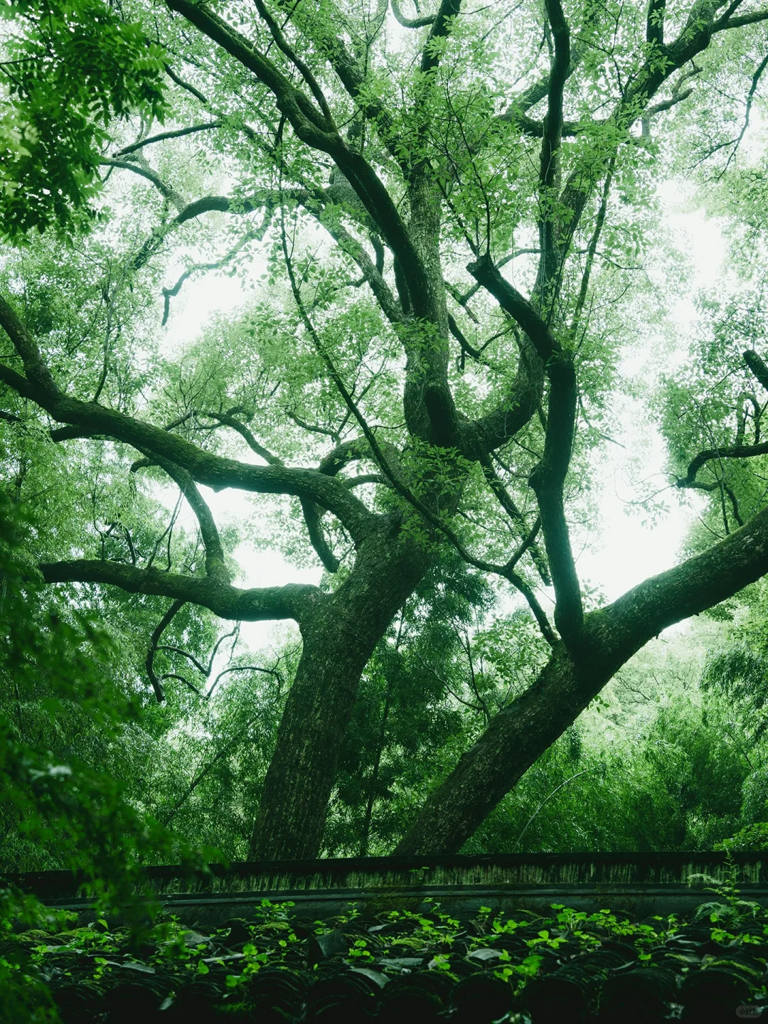 本以为西湖够美了🌿直到雨天我去了云栖竹径