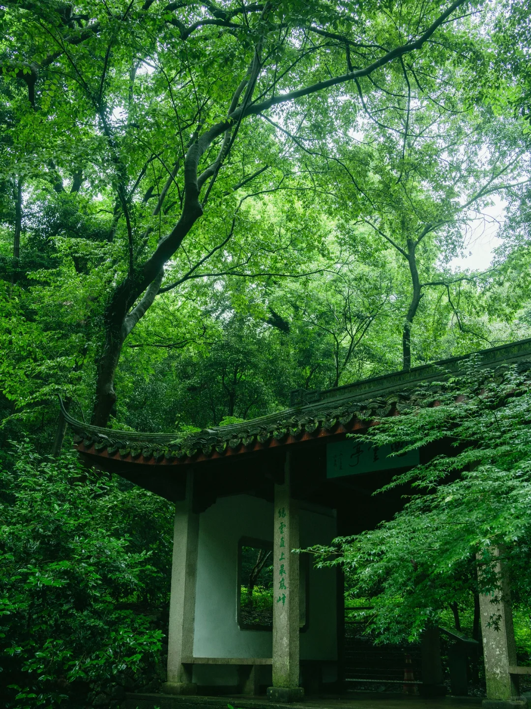 本以为西湖够美了🌿直到雨天我去了云栖竹径