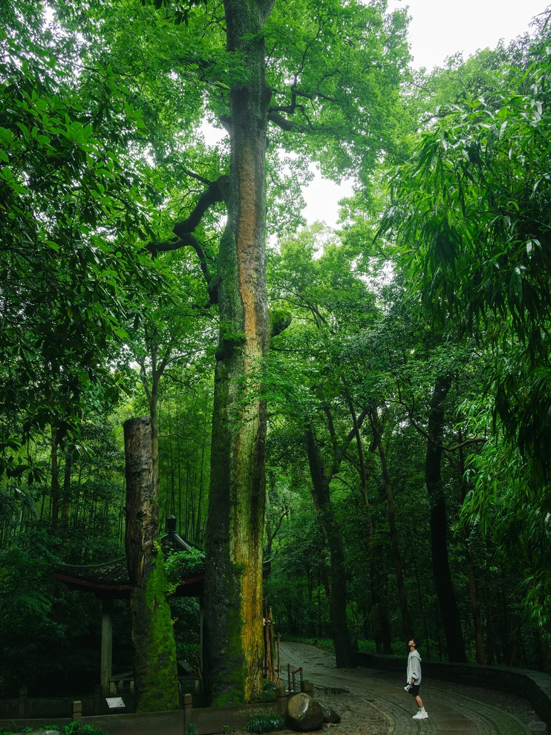 本以为西湖够美了🌿直到雨天我去了云栖竹径