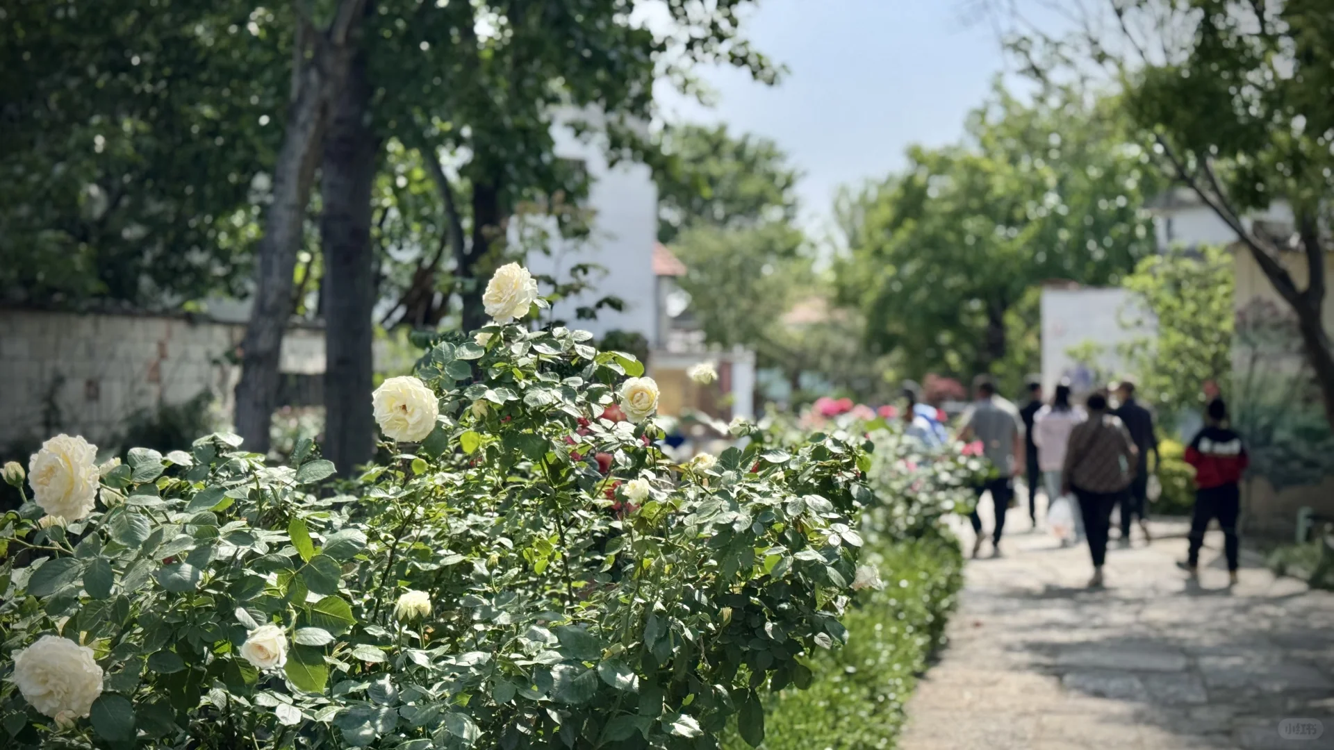 打卡泰安的“网红村”王林坡