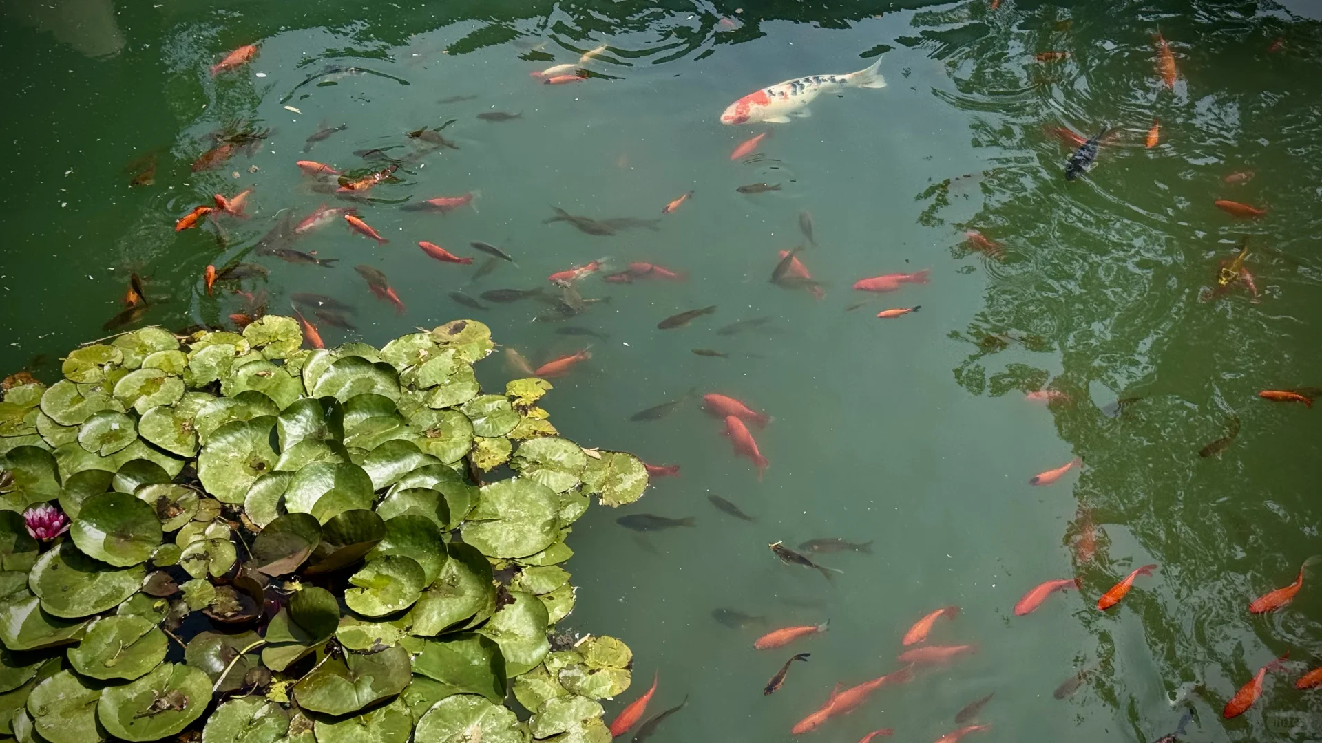 打卡泰安的“网红村”王林坡