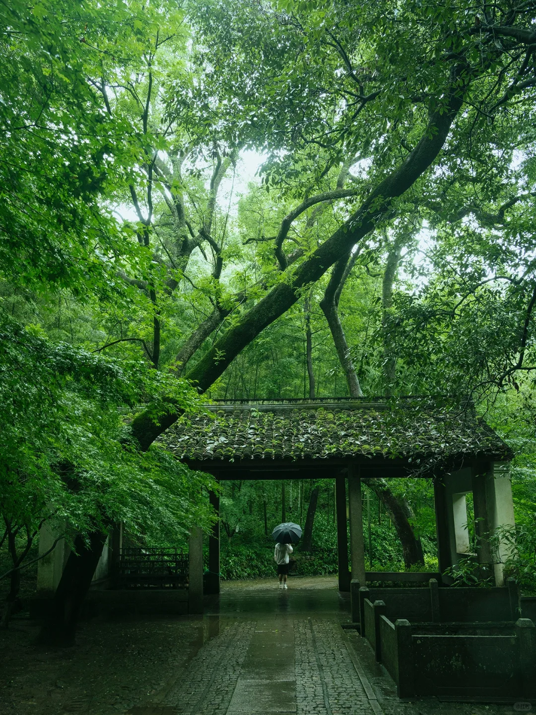 本以为西湖够美了🌿直到雨天我去了云栖竹径