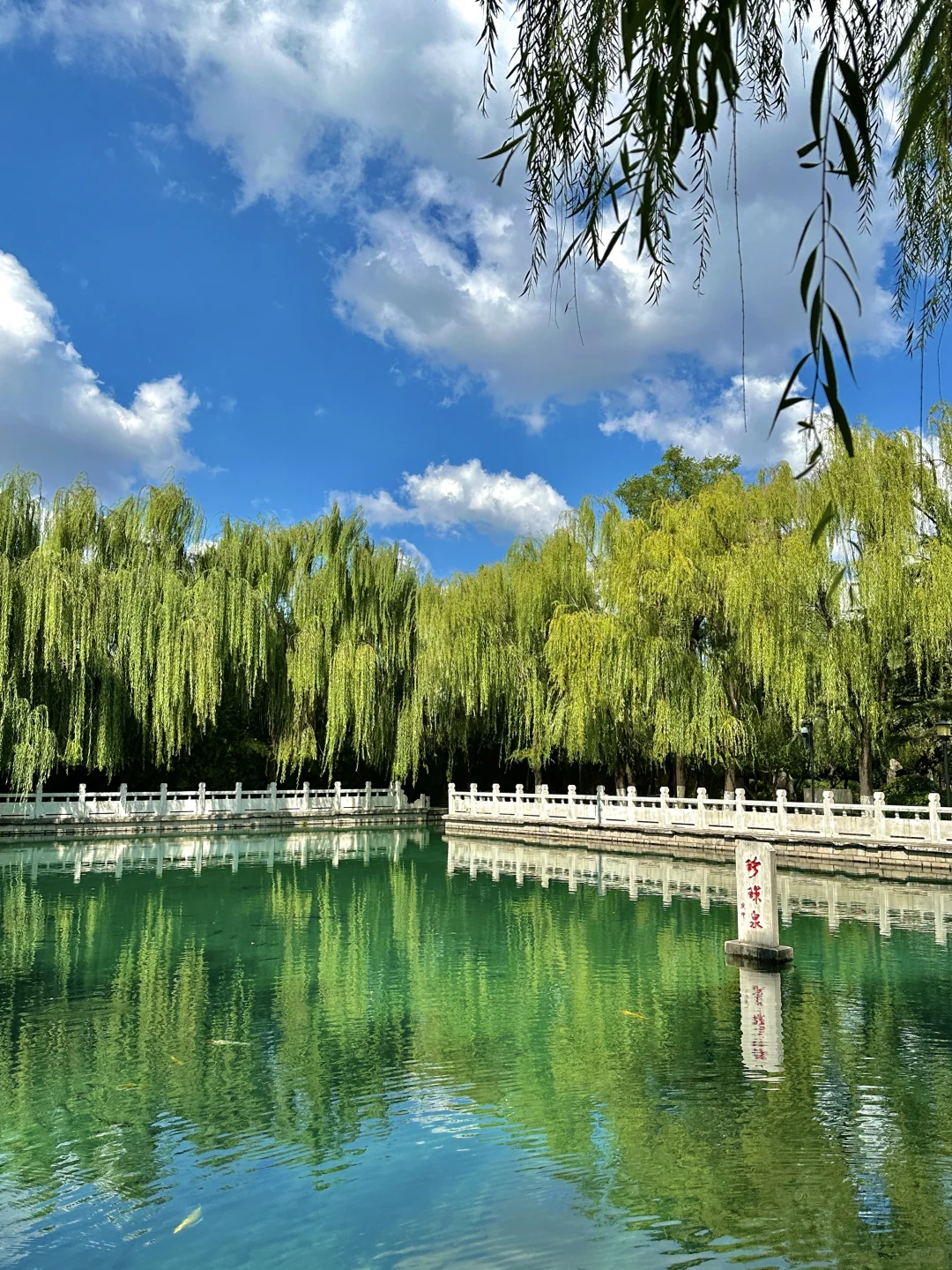 在济南走一种很新的city泉水walk(附路线)
