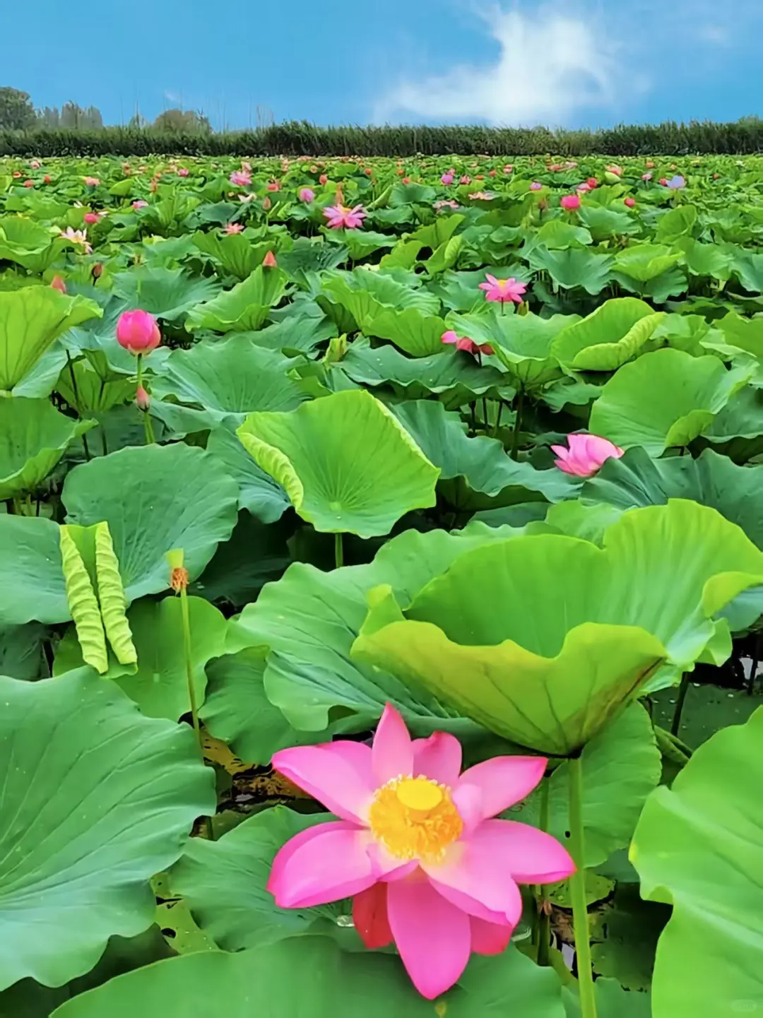闯入白洋淀的荷花限定梦境🛶