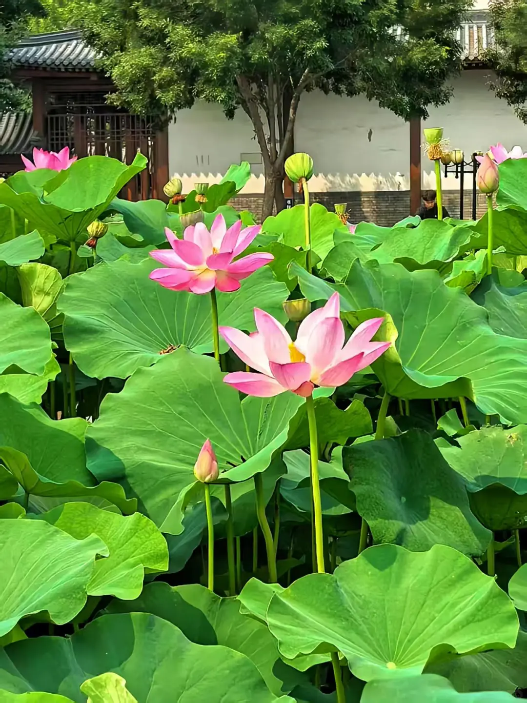 闯入白洋淀的荷花限定梦境🛶
