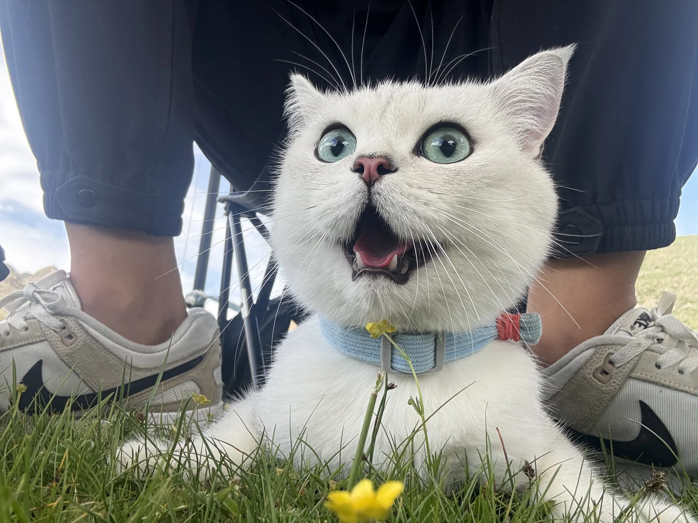 这猫可爱的 棉花糖也很甜
