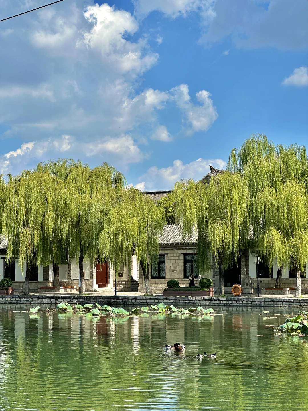 在济南走一种很新的city泉水walk(附路线)