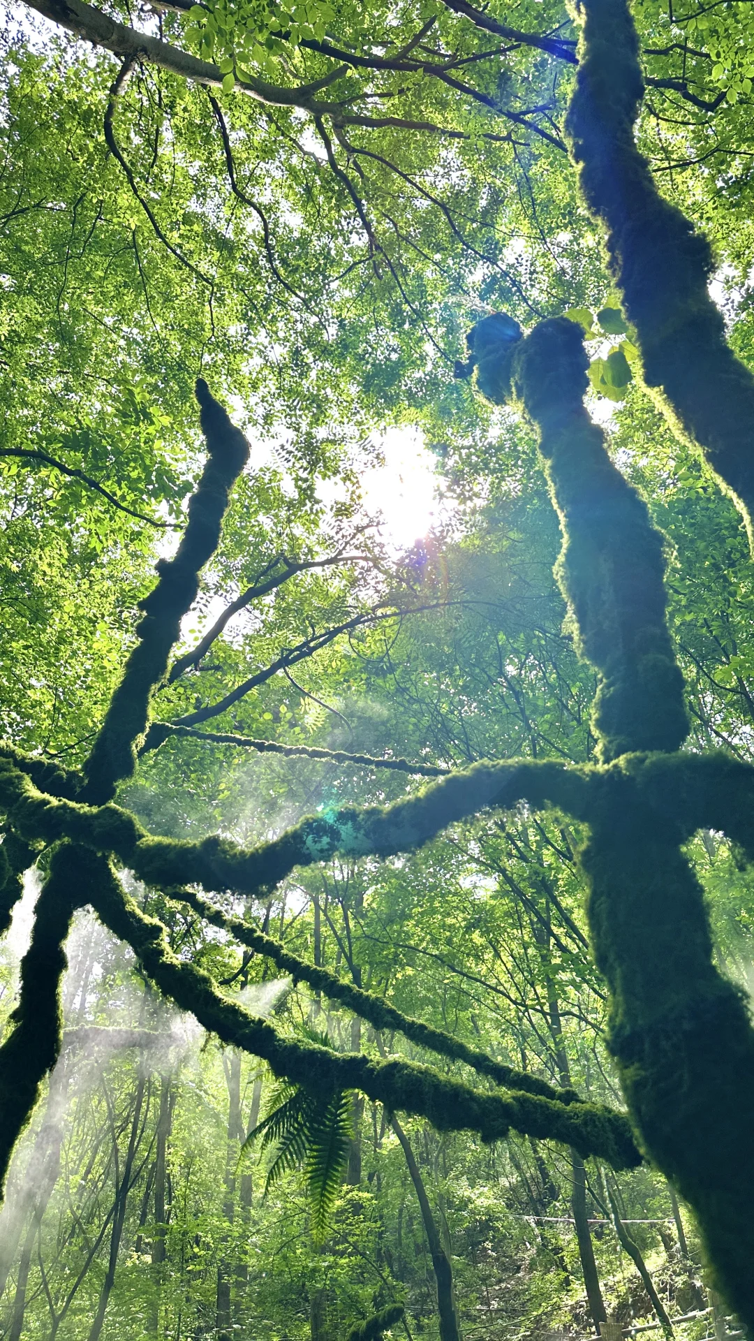 重渡沟旅游度假村——山水秘境，心灵归处🌿