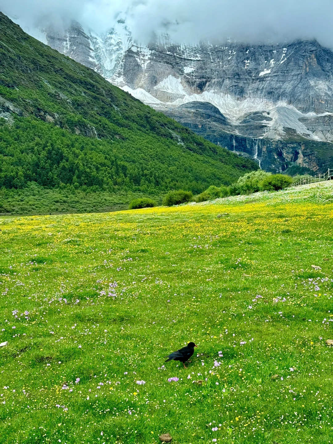 不是瑞士，7-8月的川西🏔美到失语😭