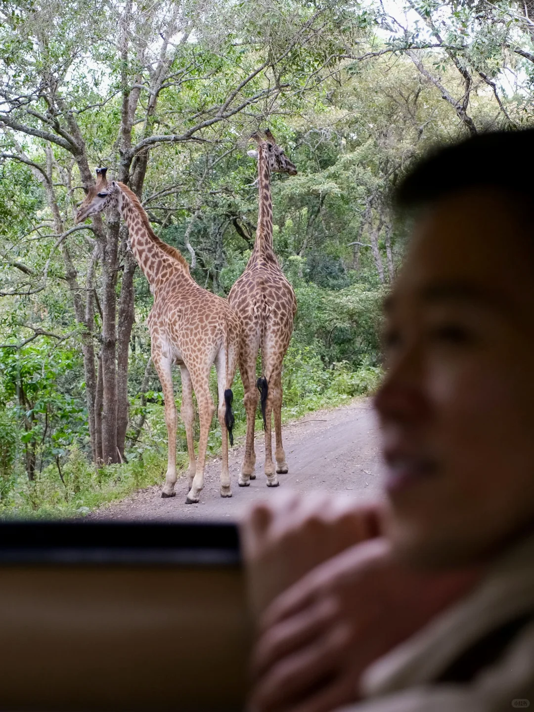 在非洲，我看到了生命最初的模样🦒🦁🦓