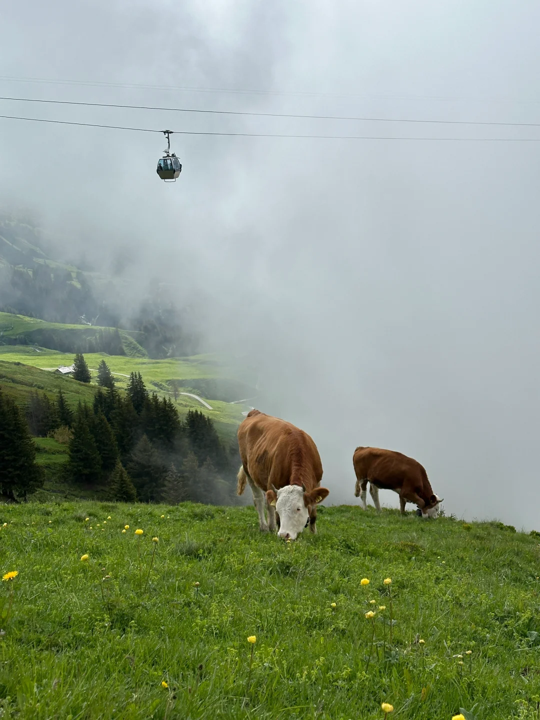 瑞士🇨🇭回国后，人抑郁了