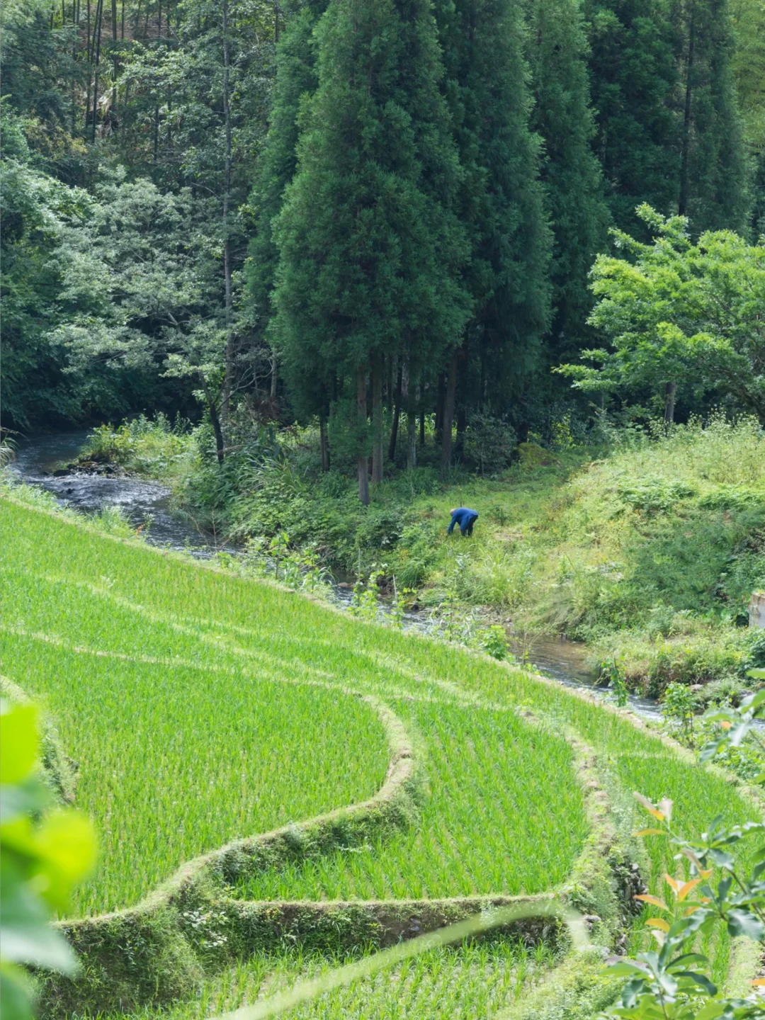 去过最冷门小城，藏在森林里的23℃避暑秘境