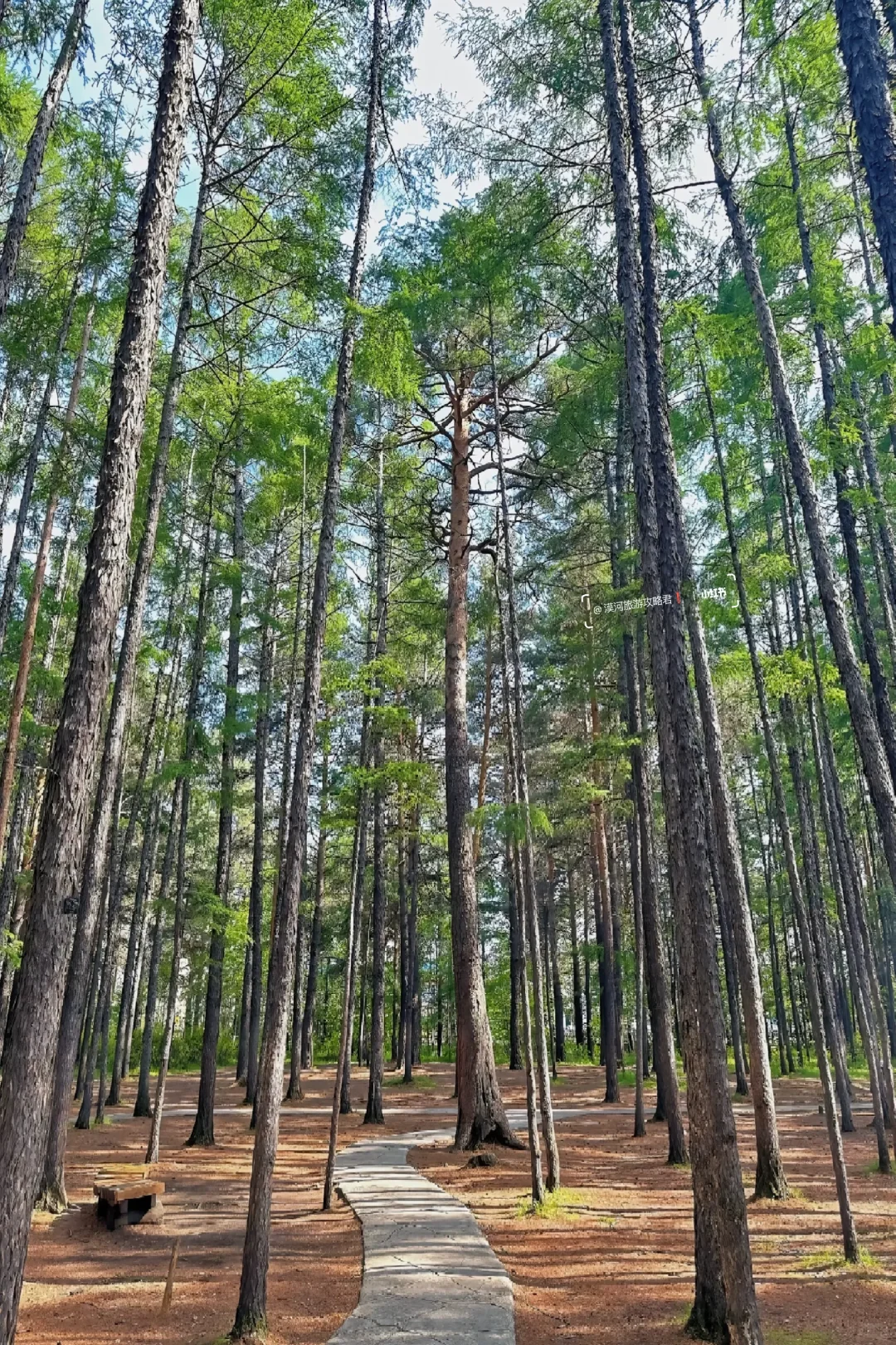 七八月漠河夏季旅游攻略三天两晚景点全路线