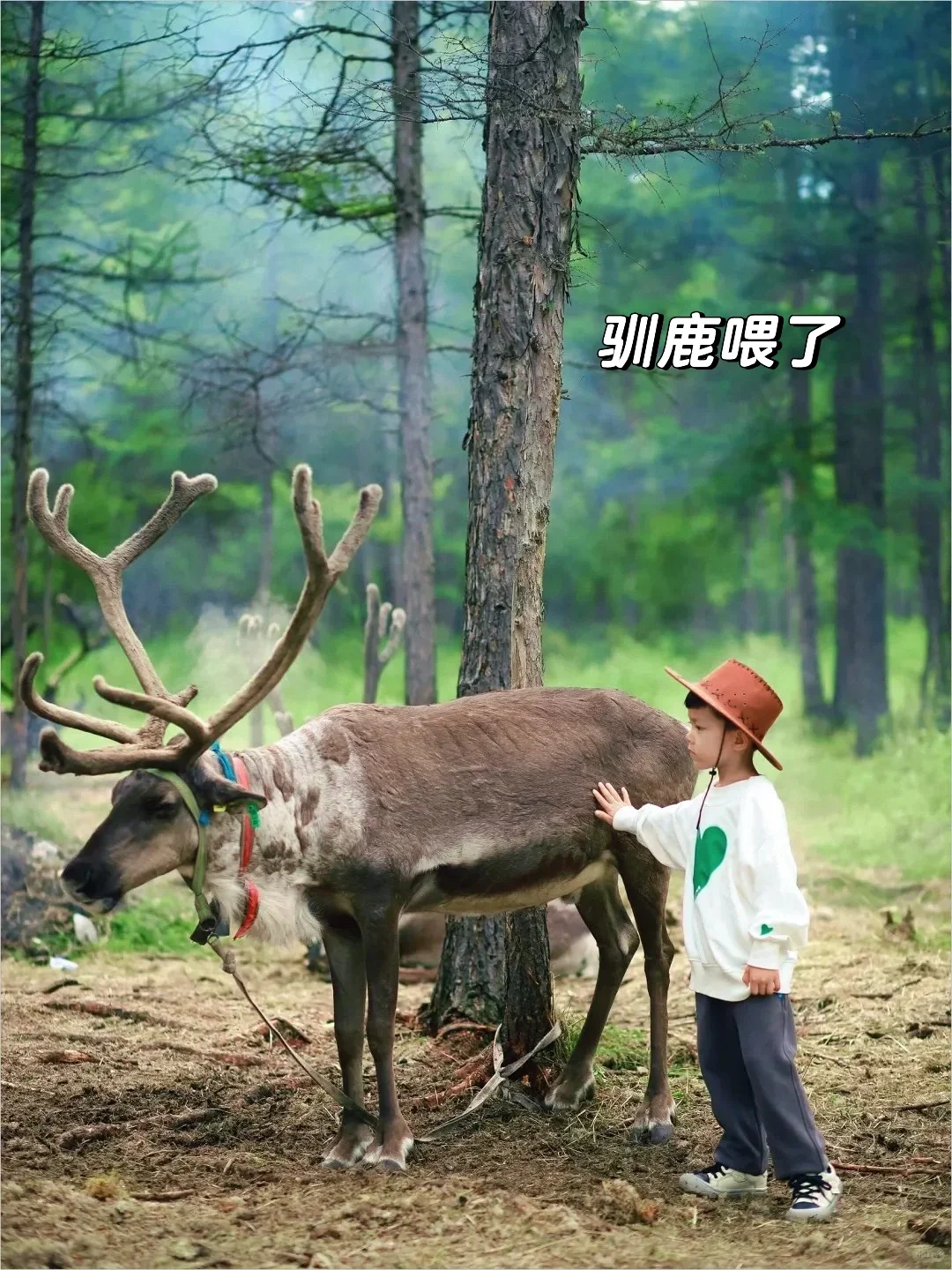 哈尔滨·漠河📍在国内可以看到北极光的地方