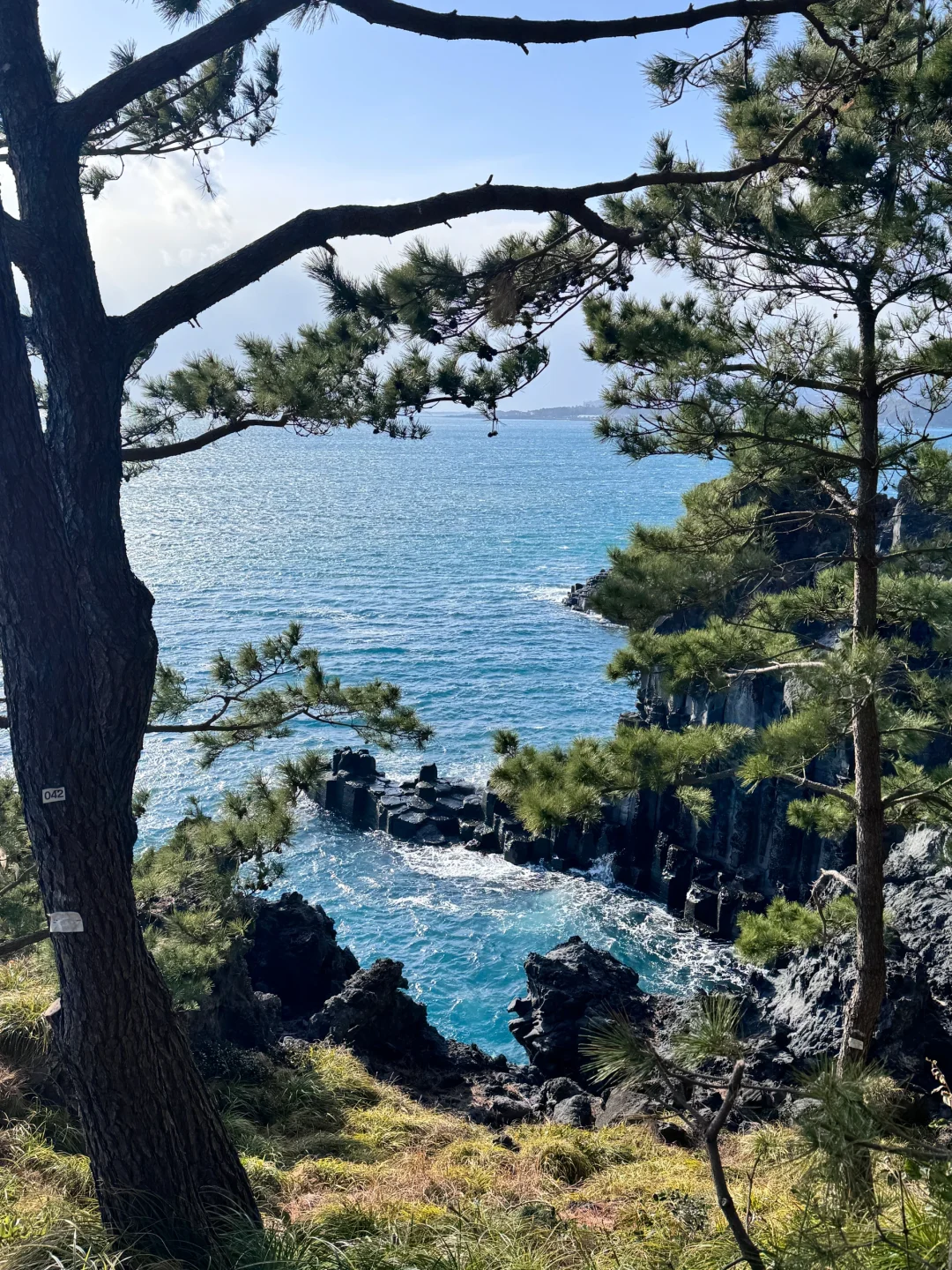 春节爱达魔都号邮轮旅行Plog✈️