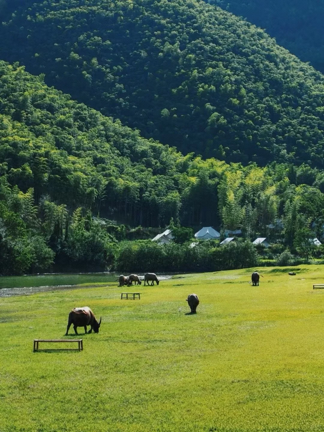 2025的夏天去安吉吧！山里避暑也太爽了...