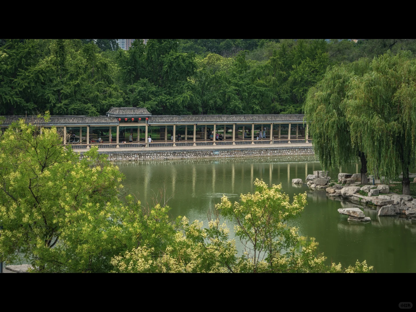 500岁的槐树一开花，邯郸丛台瞬间封神🌳