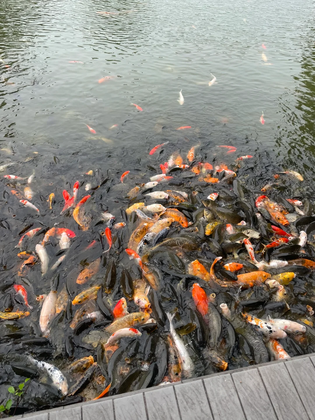 📍肇庆很好 下次不来了