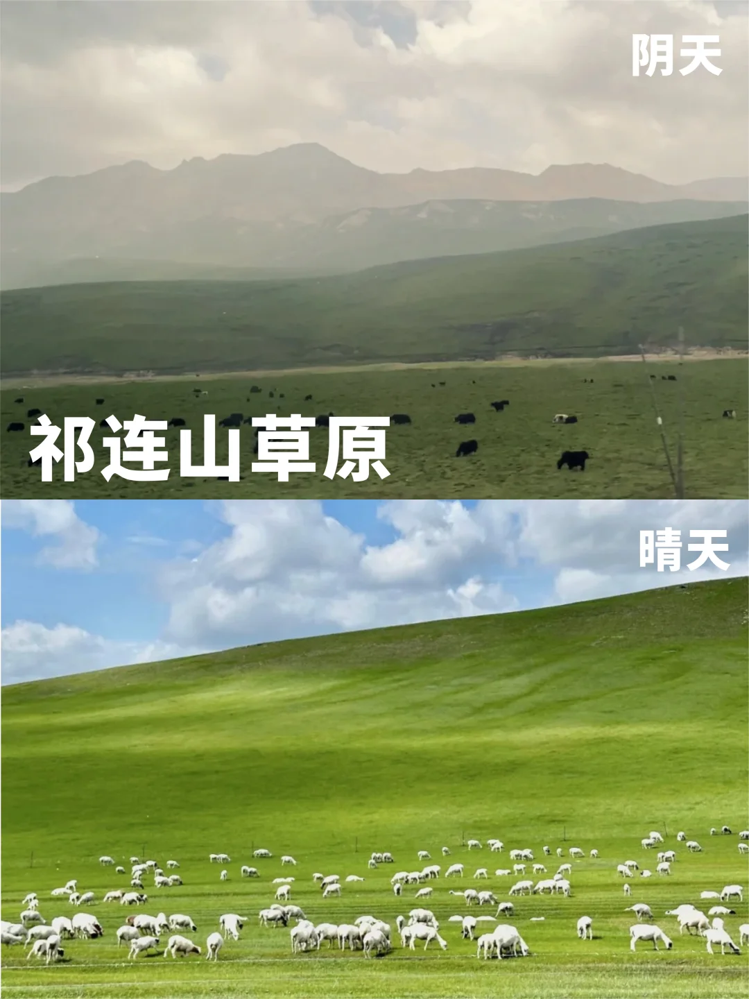 锐评青甘热门景点｜真实感受😅