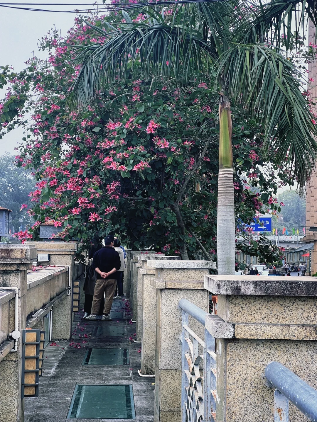 防城港旅游|东兴口岸旅游攻略（2025年最新）