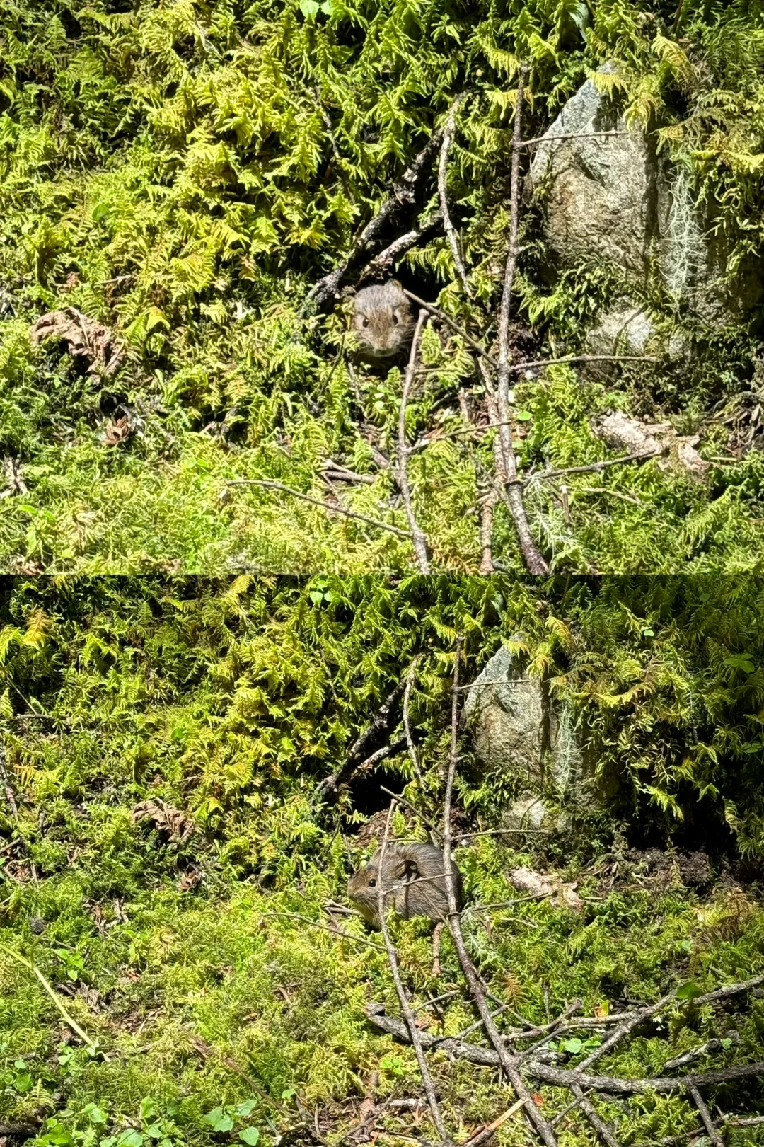 香格里拉 无底湖徒步