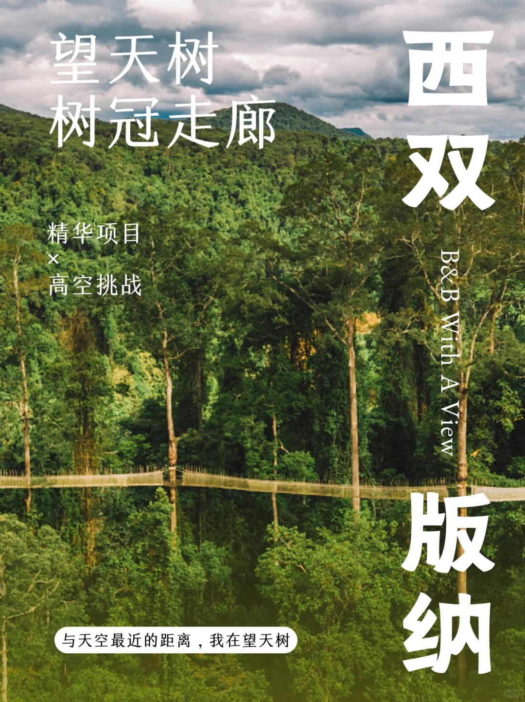 版纳望天树一定要刷的必玩景点！套票很划算