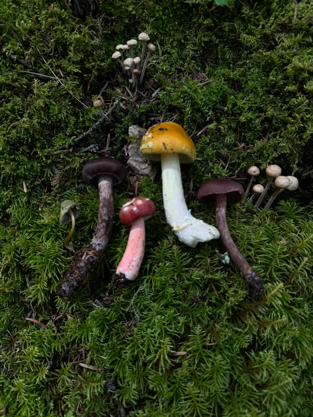 香格里拉 无底湖徒步