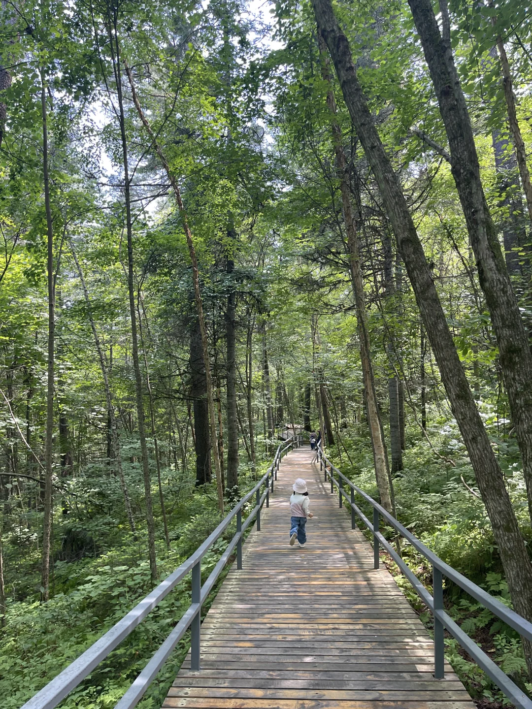 北京出发🌳带娃去25度的伊春过夏天啦