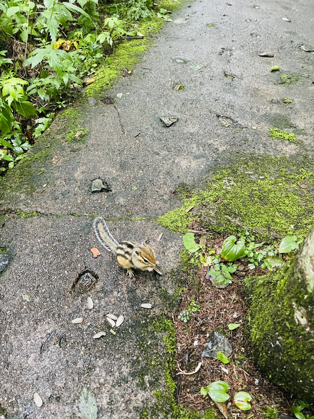 北京出发🌳带娃去25度的伊春过夏天啦