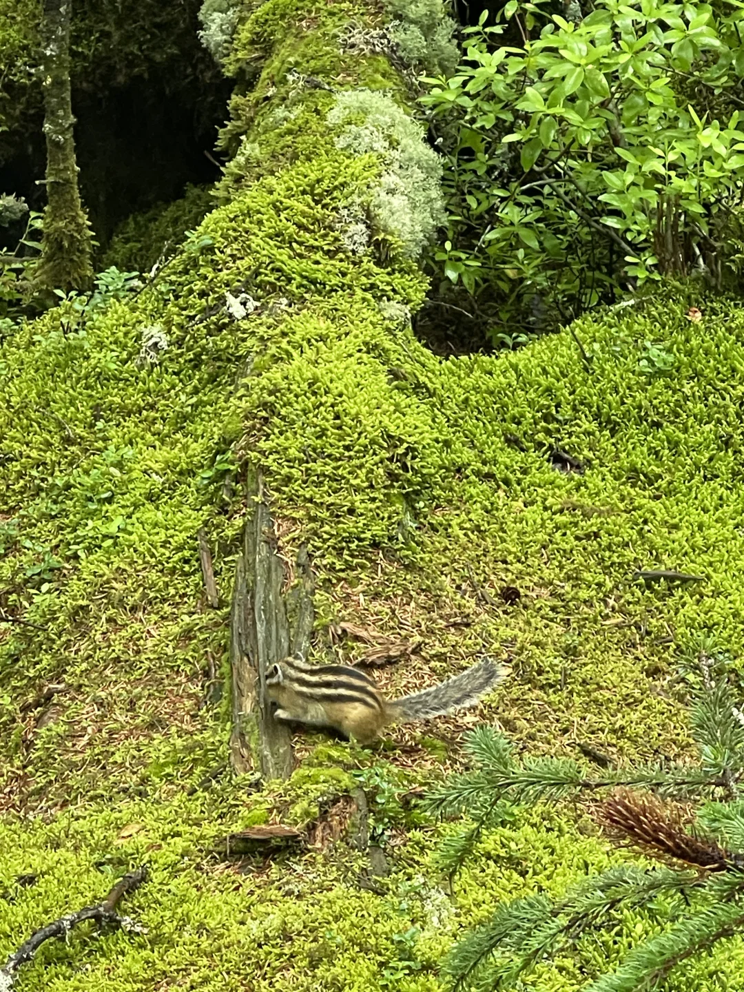 北京出发🌳带娃去25度的伊春过夏天啦