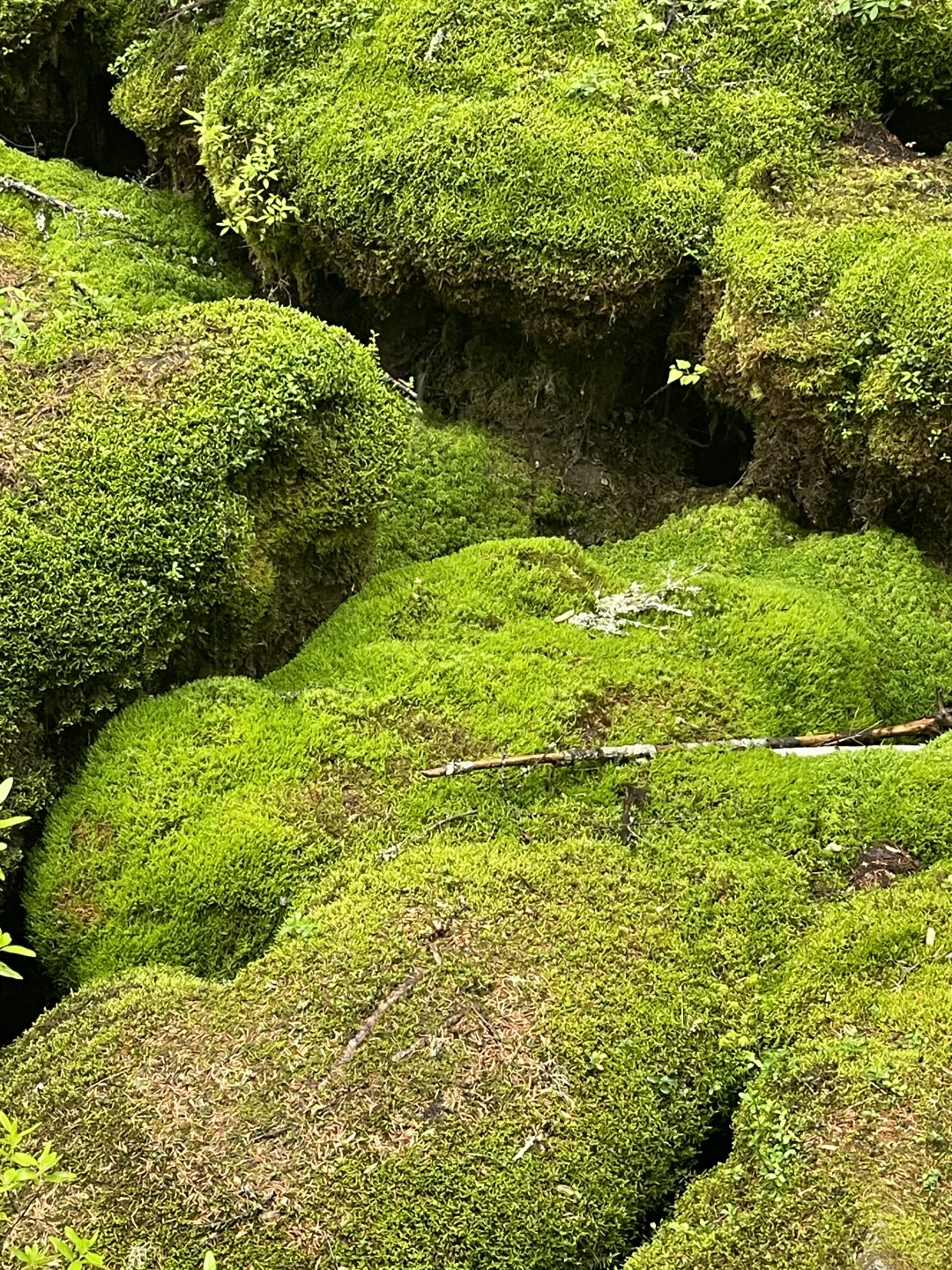 北京出发🌳带娃去25度的伊春过夏天啦