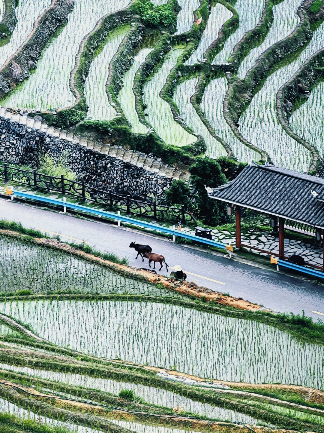 糟糕！梯田怎么拍都好看🌾