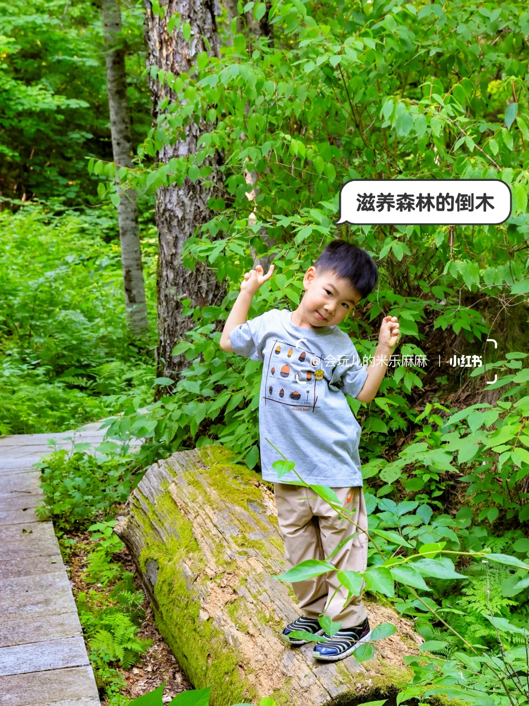 伊春4️⃣大森林公园对比+游玩攻略直接抄作业